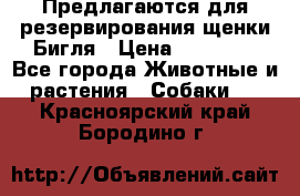 Предлагаются для резервирования щенки Бигля › Цена ­ 40 000 - Все города Животные и растения » Собаки   . Красноярский край,Бородино г.